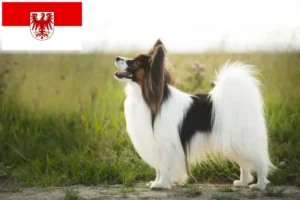 Read more about the article Continental Dwarf Spaniel Breeder și căței în Brandenburg