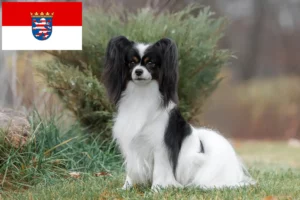 Read more about the article Continental Dwarf Spaniel Breeder și căței în Hessen