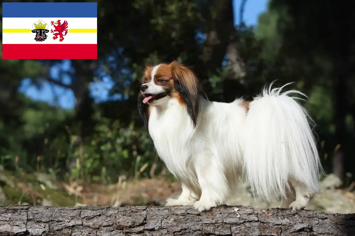 Read more about the article Continental Dwarf Spaniel Breeder și căței în Mecklenburg-Vorpommern