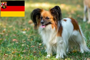 Read more about the article Continental Dwarf Spaniel Breeder și căței în Rhineland-Palatinat