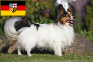 Read more about the article Continental Dwarf Spaniel crescător și căței în Saarland