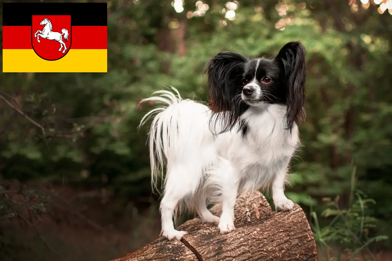 Read more about the article Continental Dwarf Spaniel Breeder și căței în Saxonia Inferioară