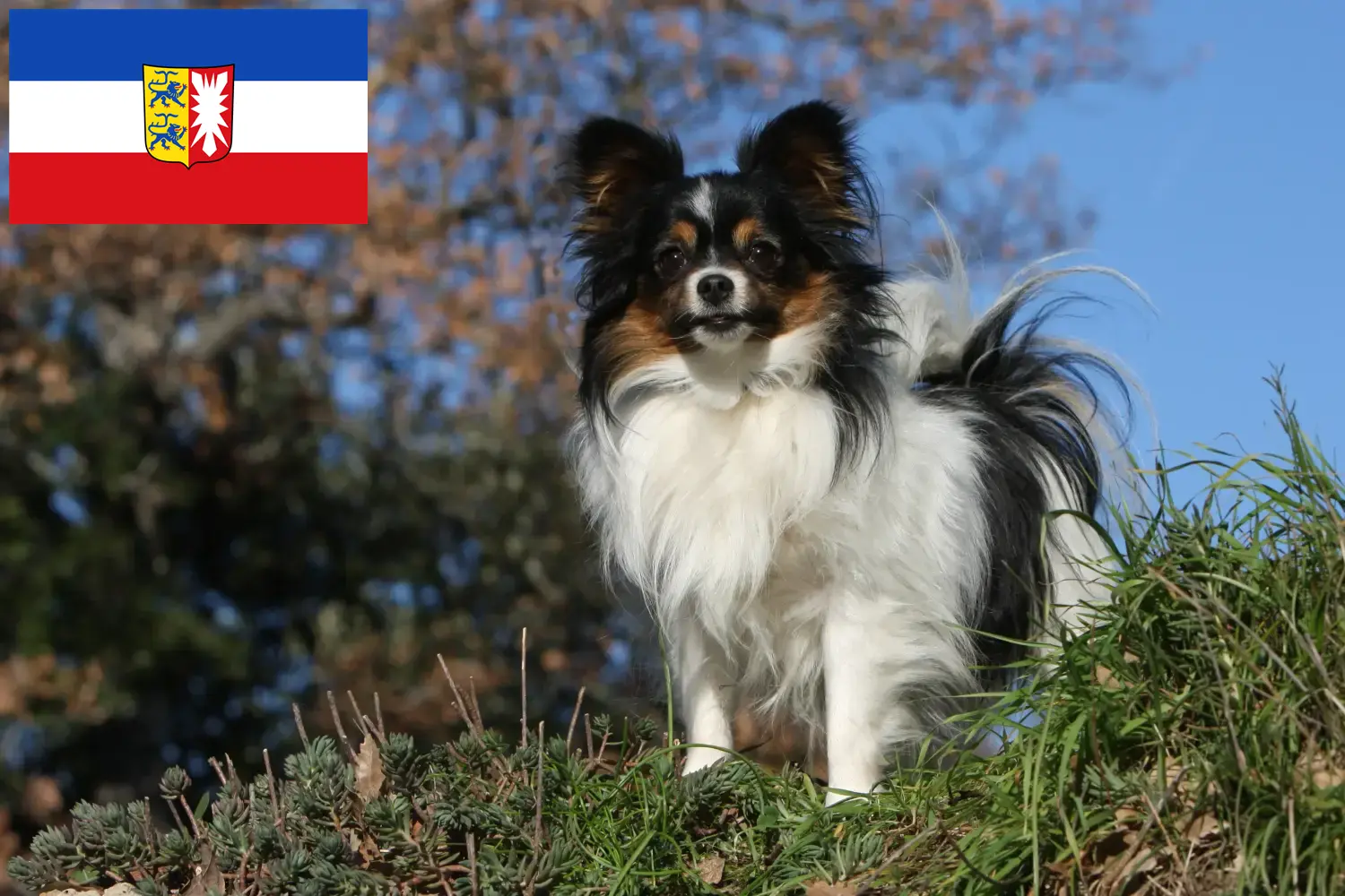 Read more about the article Continental Dwarf Spaniel Breeder și căței în Schleswig-Holstein