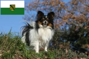 Read more about the article Continental Dwarf Spaniel Breeder și cățeluși în Saxonia