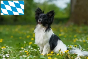 Read more about the article Continental Dwarf Spaniel crescători și căței în Bavaria