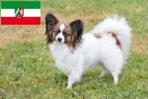 Read more about the article Continental Dwarf Spaniel crescători și căței în Renania de Nord-Westfalia