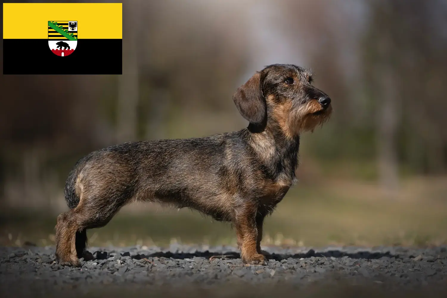 Read more about the article Dachshund crescători și căței în Saxonia-Anhalt