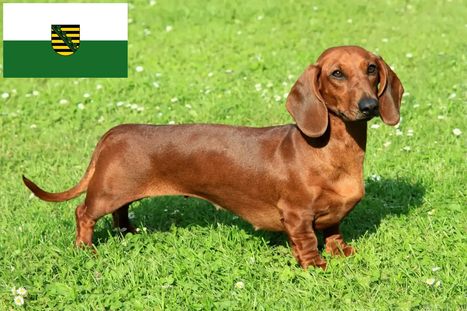 Read more about the article Dachshund crescători și căței în Saxonia