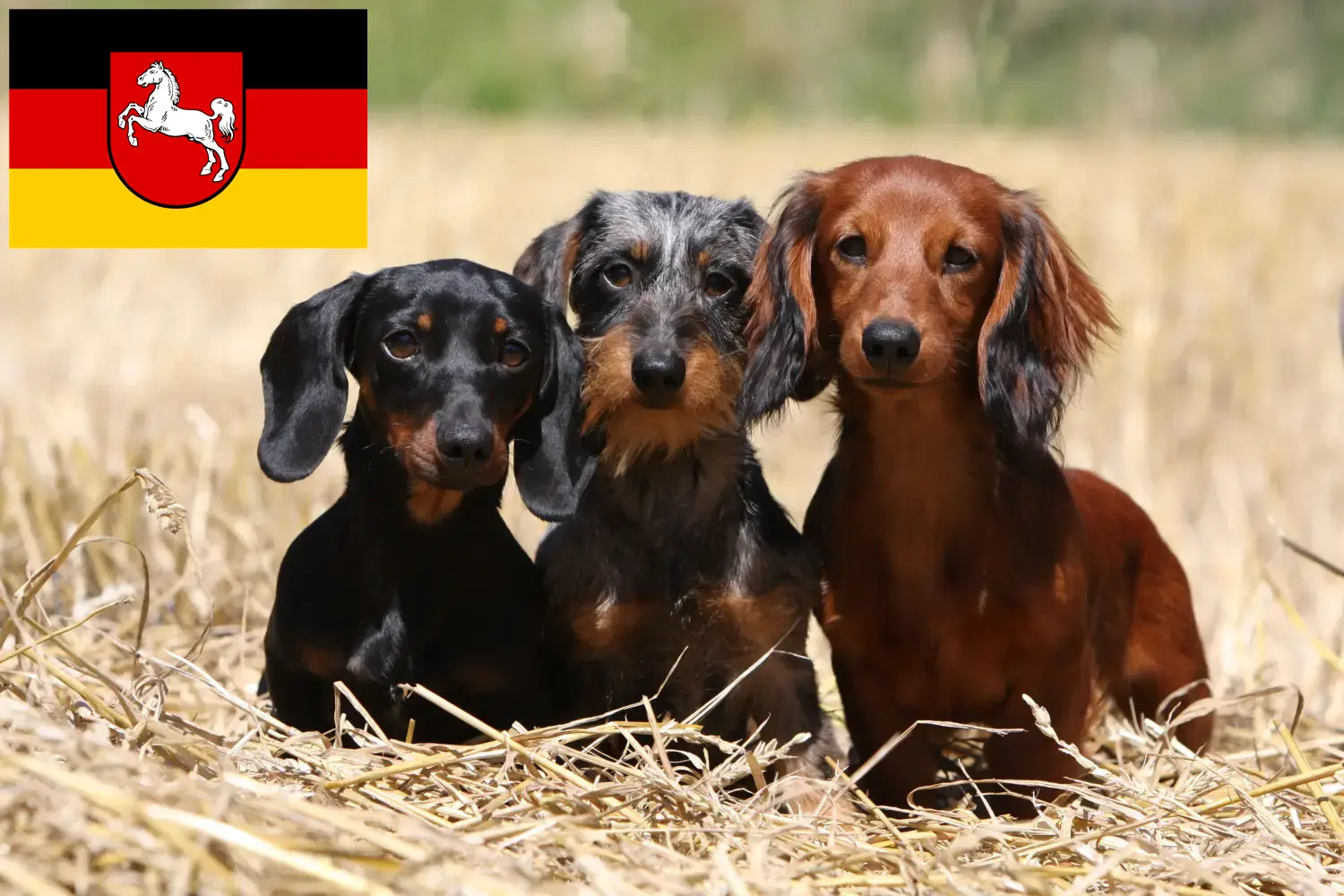 Read more about the article Dachshund crescători și căței în Saxonia Inferioară