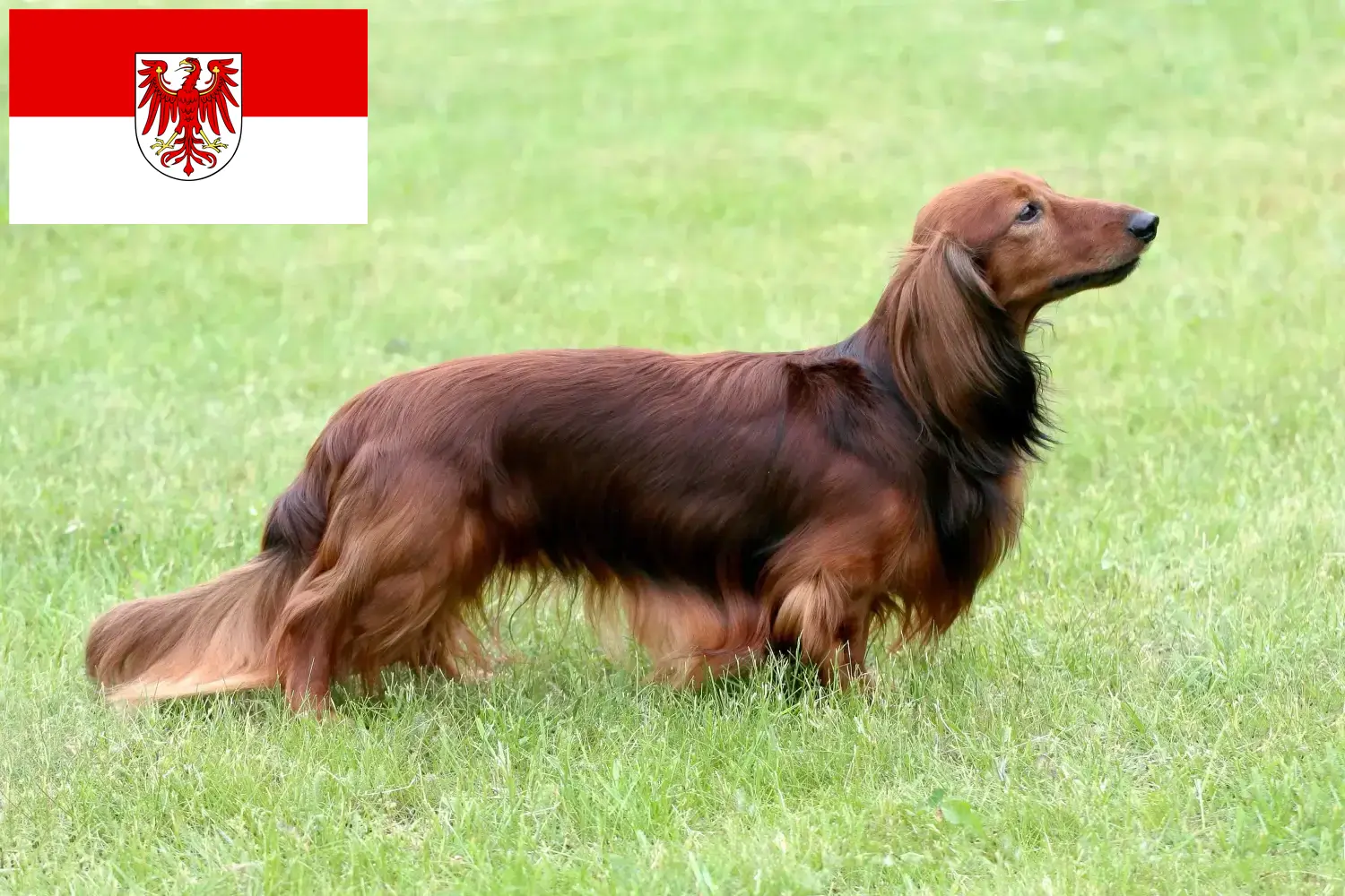 Read more about the article Dachshund crescători și căței în Brandenburg