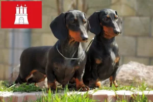 Read more about the article Dachshund crescători și căței în Hamburg