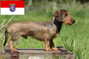 Read more about the article Dachshund crescători și căței în Hessen