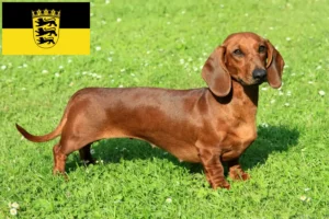 Read more about the article Dachshund crescători și căței în Baden-Württemberg