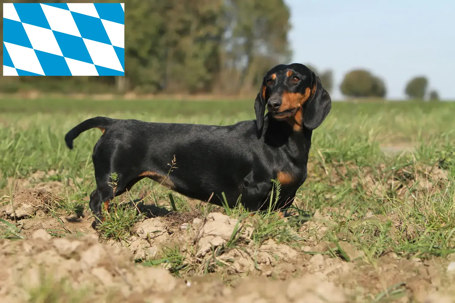 Read more about the article Dachshund crescători și căței în Bavaria