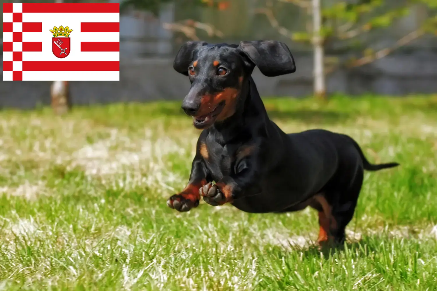 Read more about the article Dachshund crescători și căței în Bremen