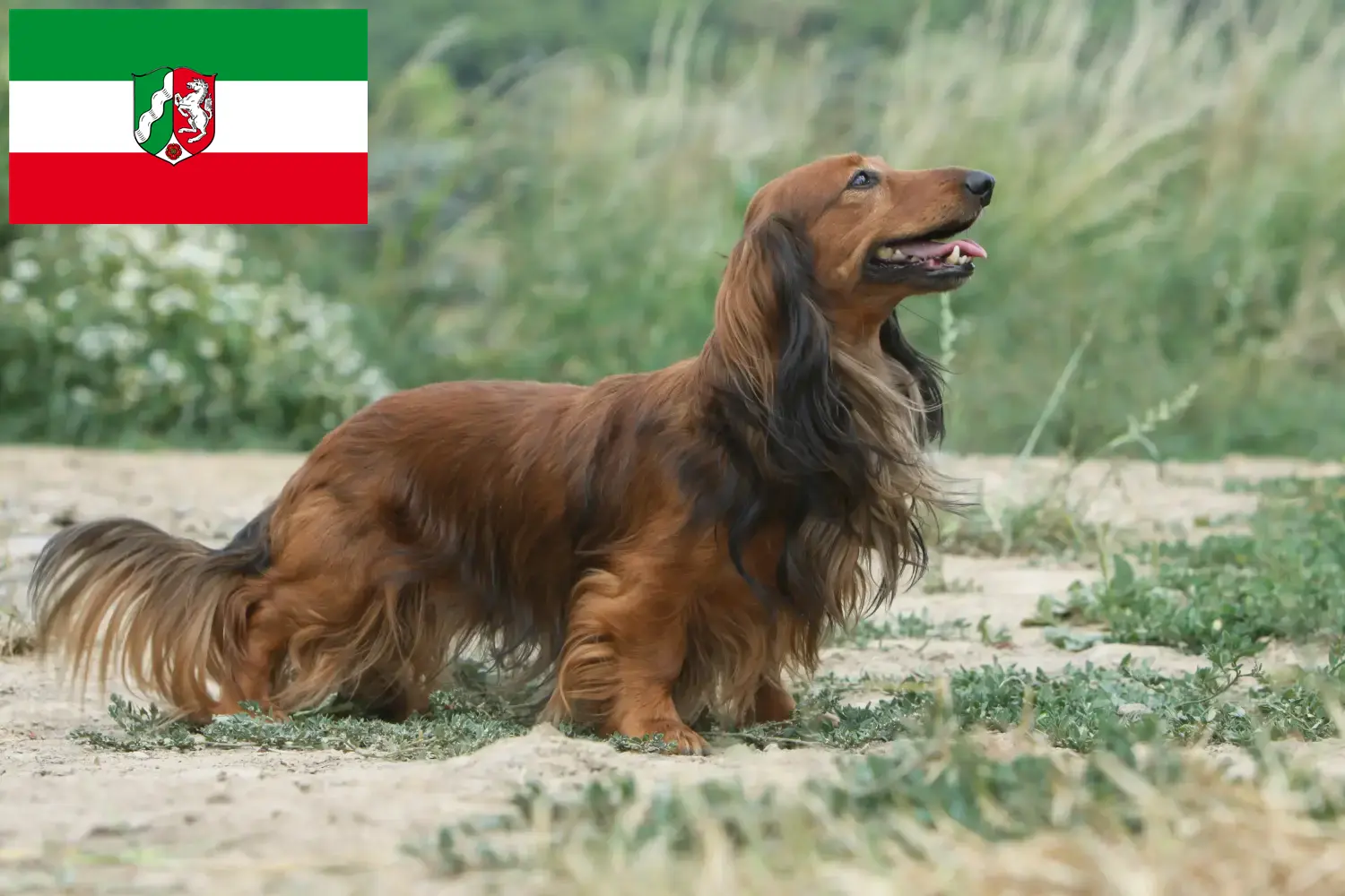 Read more about the article Dachshund crescători și căței în Renania de Nord-Westfalia