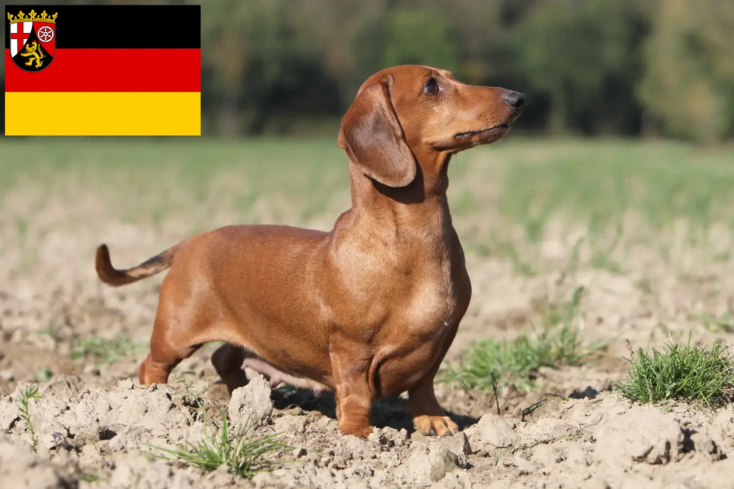 Read more about the article Dachshund crescători și căței în Renania-Palatinat