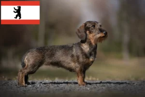 Read more about the article Dachshund crescători și căței în Berlin