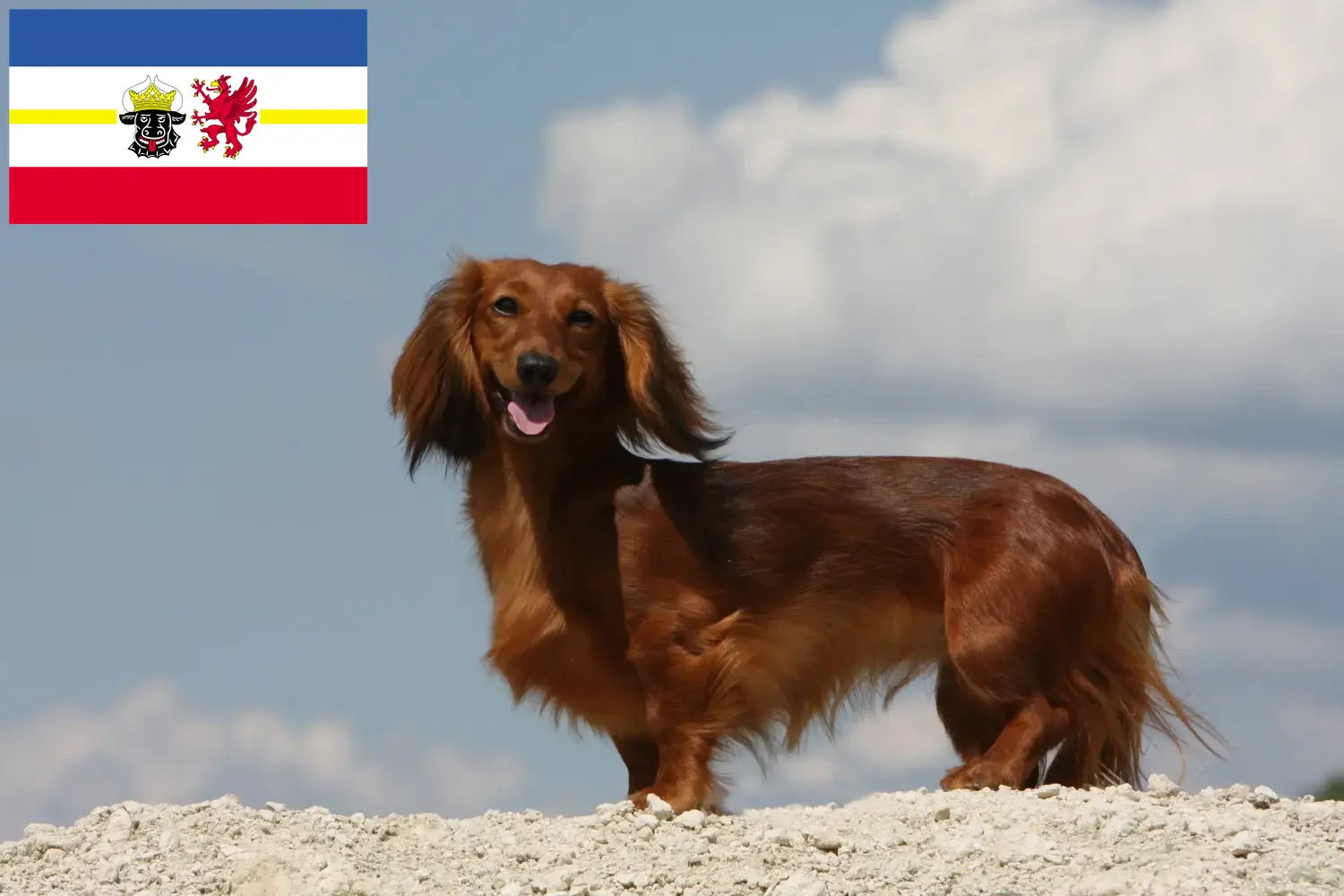 Read more about the article Dachshund crescători și căței în Mecklenburg-Vorpommern