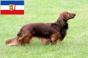 Read more about the article Dachshund crescători și căței în Schleswig-Holstein