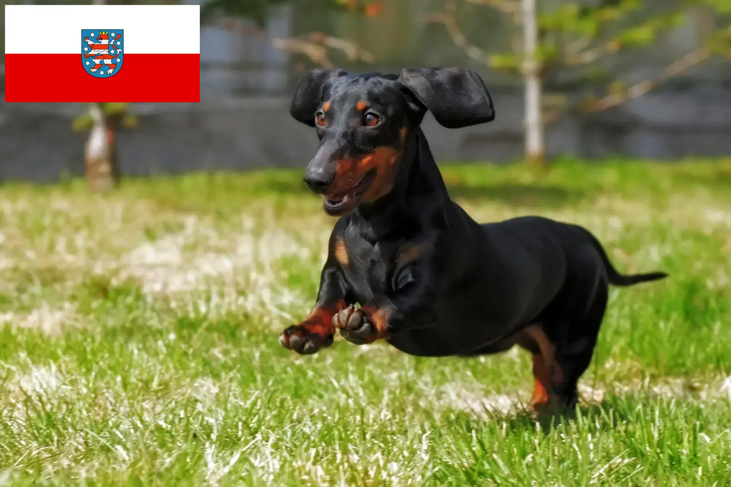 Read more about the article Dachshund crescători și căței în Thuringia