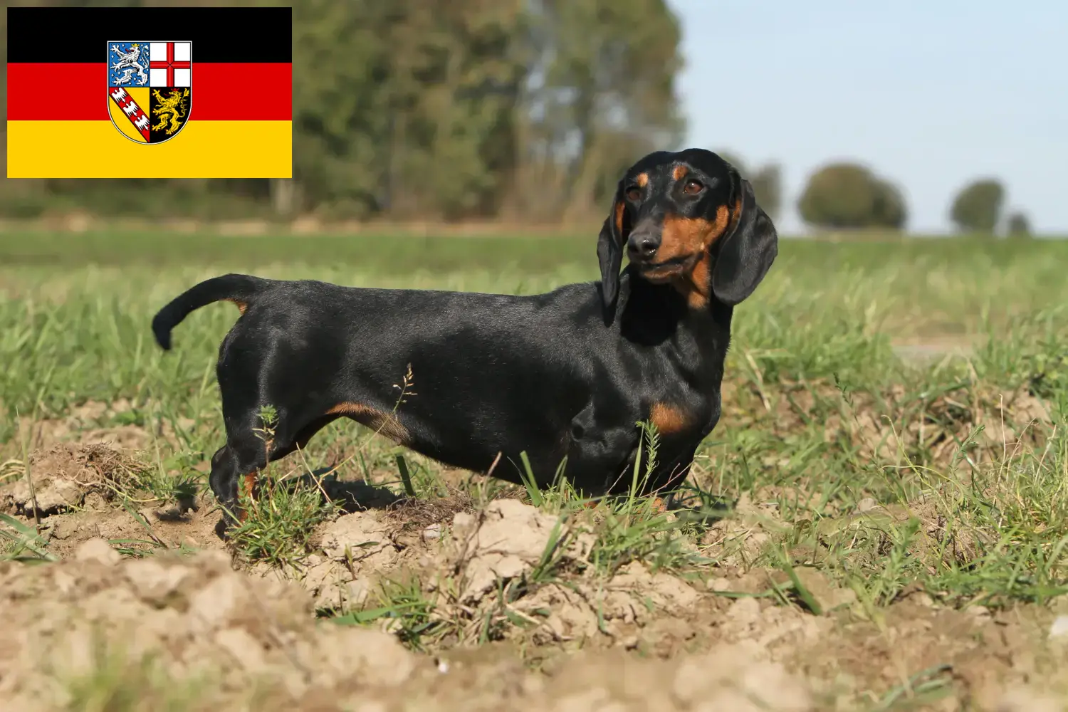 Read more about the article Dachshund crescători și căței în Saarland