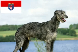 Read more about the article Crescători de Deerhound și căței în Hessen