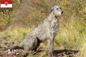 Read more about the article Crescători de Deerhound și căței în Brandenburg