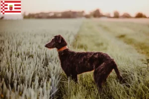 Read more about the article Crescători de Deerhound și căței în Bremen