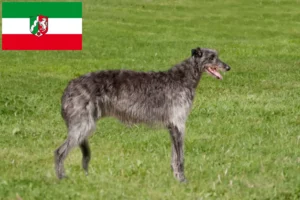 Read more about the article Crescători de Deerhound și căței în Renania de Nord-Westfalia