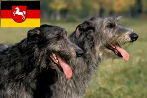 Read more about the article Crescători de Deerhound și căței în Saxonia Inferioară