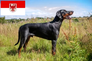 Read more about the article Dobermann crescători și căței în Brandenburg