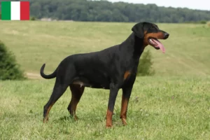 Read more about the article Doberman crescători și căței în Italia