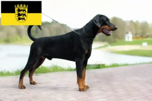 Read more about the article Dobermann crescători și căței în Baden-Württemberg