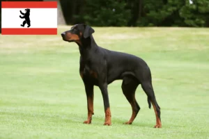 Read more about the article Dobermann crescători și căței în Berlin