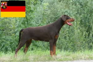 Read more about the article Dobermann crescători și căței în Renania-Palatinat