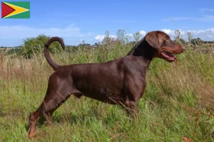 Read more about the article Doberman crescători și căței în Guyana