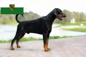 Read more about the article Dobermann crescători și căței în Saxonia