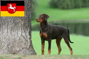 Read more about the article Dobermann crescători și căței în Saxonia Inferioară