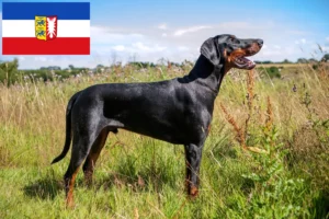 Read more about the article Dobermann crescători și căței în Schleswig-Holstein