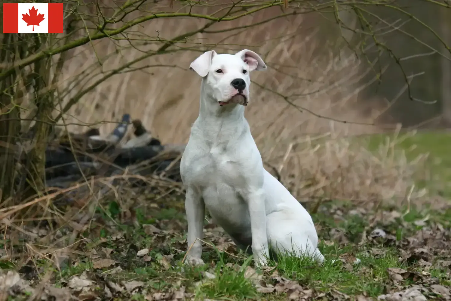 Read more about the article Dogo Argentino crescători și căței în Canada