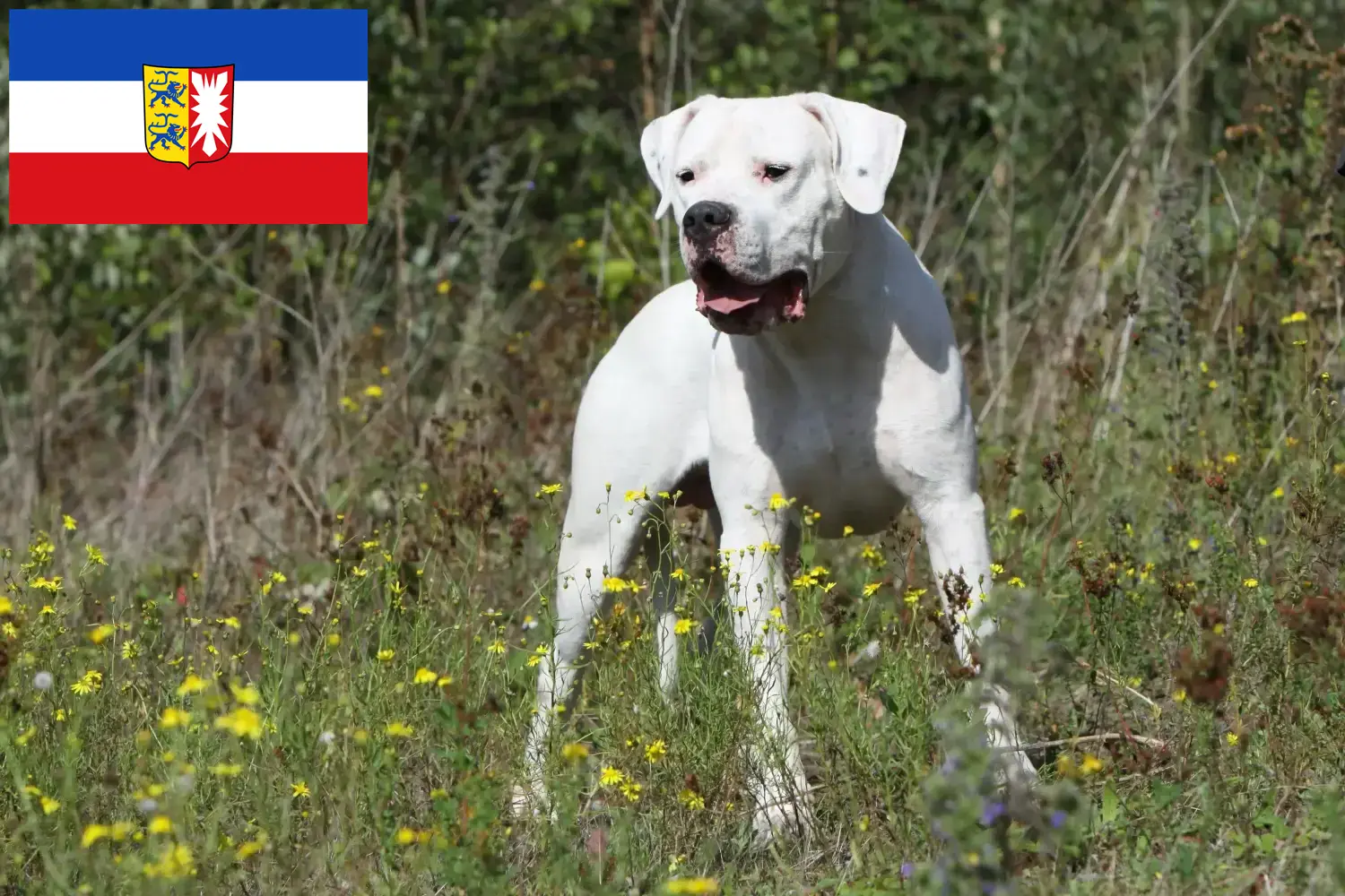 Read more about the article Dogo Argentino crescători și căței în Schleswig-Holstein