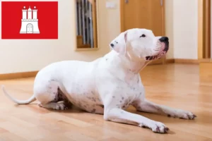 Read more about the article Dogo Argentino crescători și căței în Hamburg