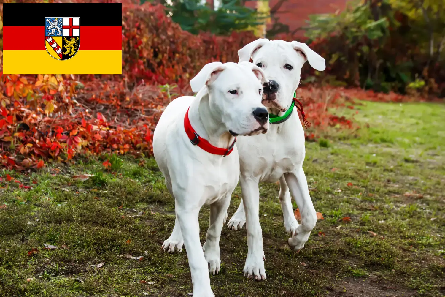 Read more about the article Dogo Argentino crescători și căței în Saarland