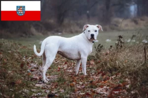 Read more about the article Dogo Argentino crescători și căței în Thuringia