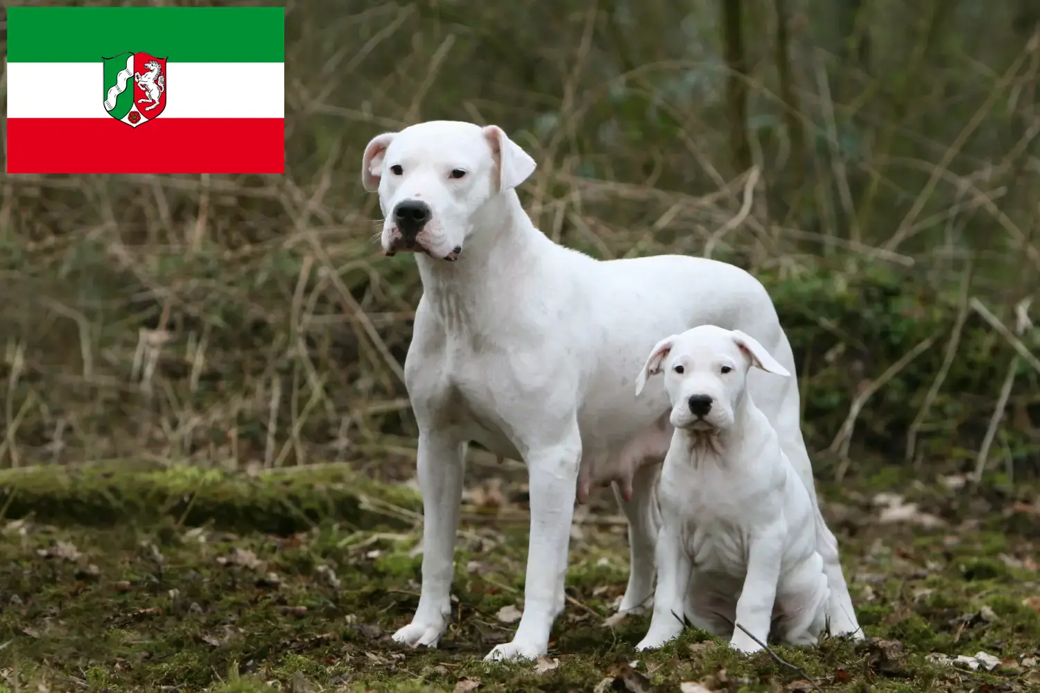 Read more about the article Dogo Argentino crescători și căței în Renania de Nord-Westfalia