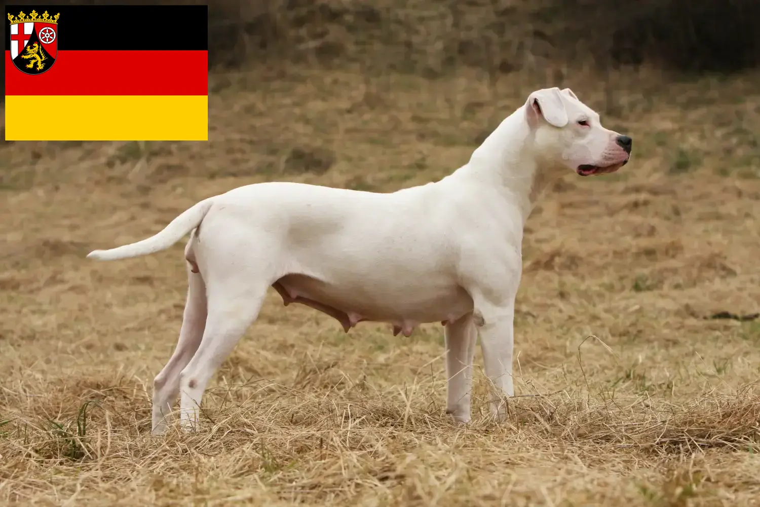 Read more about the article Dogo Argentino crescători și căței în Renania-Palatinat