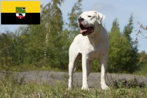 Read more about the article Dogo Argentino crescători și căței în Saxonia-Anhalt