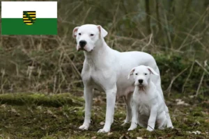 Read more about the article Dogo Argentino crescători și căței în Saxonia