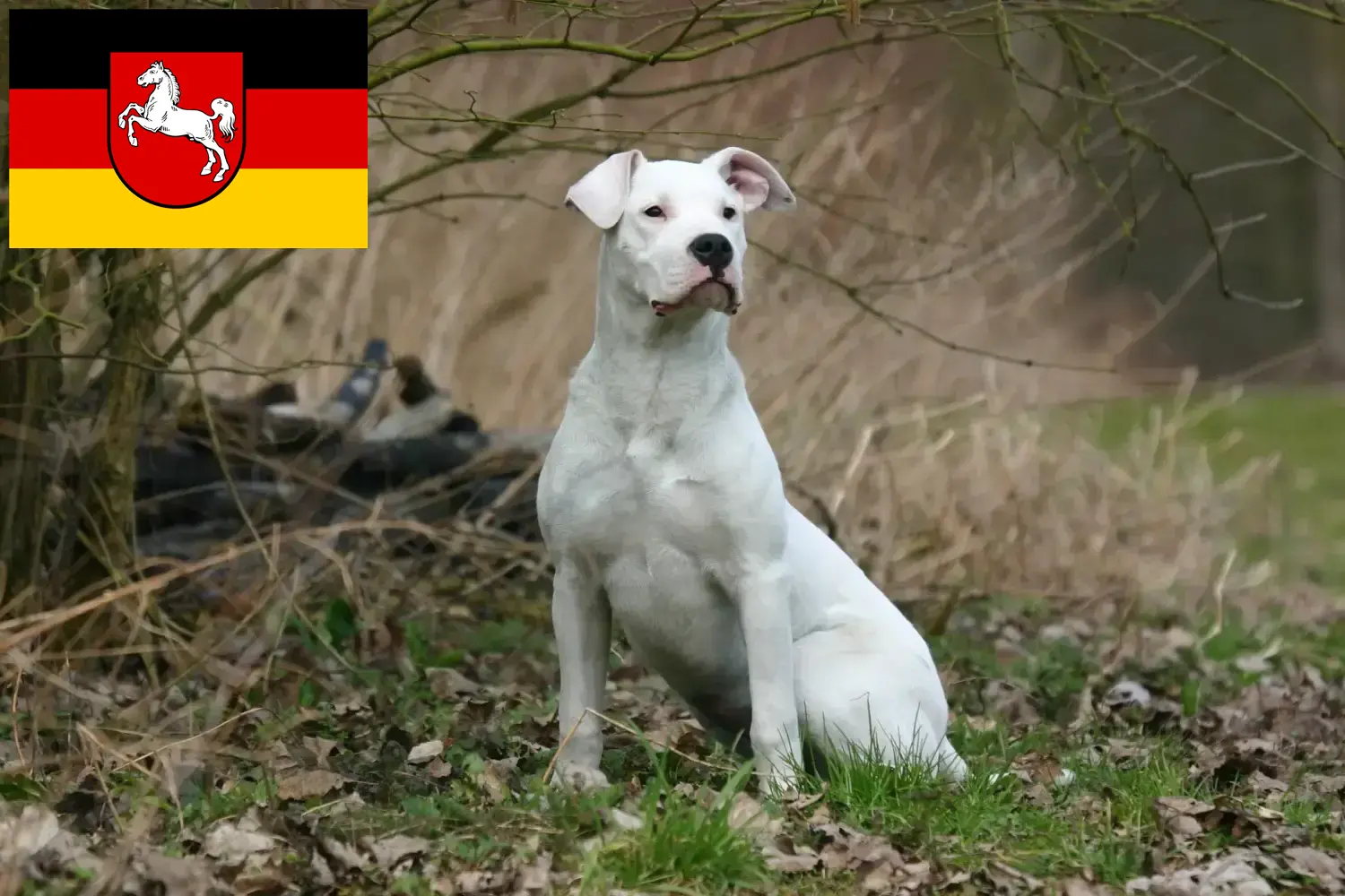 Read more about the article Dogo Argentino crescători și căței în Saxonia Inferioară